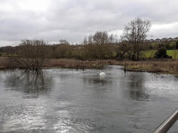 swan by the bridge 27 Jan 2023