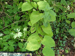 Japanese Knotweed alert!