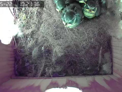 More Bird 'sightings' 