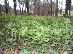 Dog's Mercury