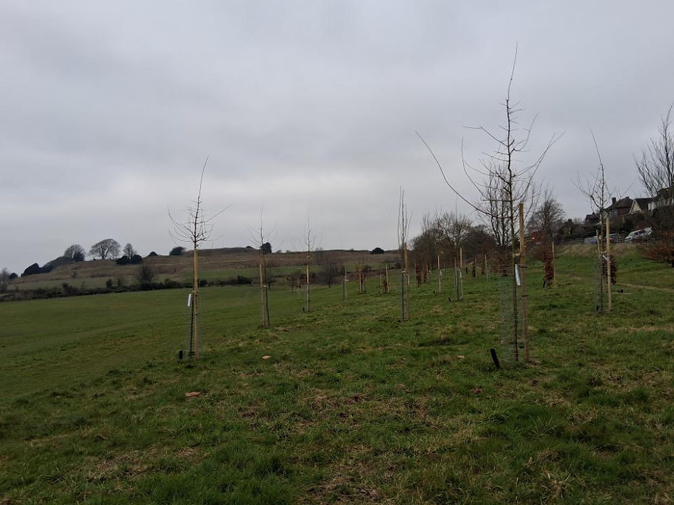 Hudson's Field 11 February 2025