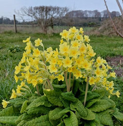 Polyanthus Primrose