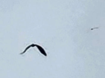 White Tailed Eagle sighting?