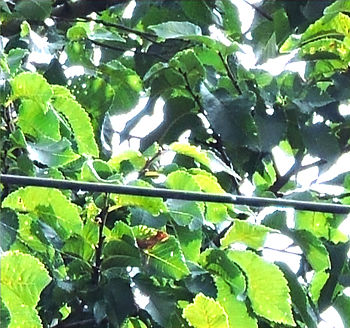 Probably not a butterfly hidden in this image, but a dead leaf..
