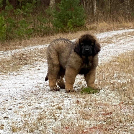 The Star TARA is Born in Leonberger Kennel Skutesjöns in Sweden