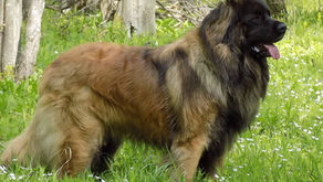 Litter - Ares & Cherry - 21st June 2019