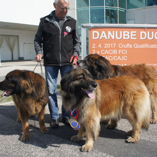 Prvý "Slovenský Výstavný Šampión" udeľený pre plemeno LEONBERGER v histórii SR