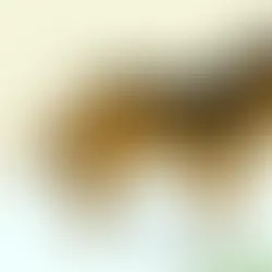How to Identify a Leonberger