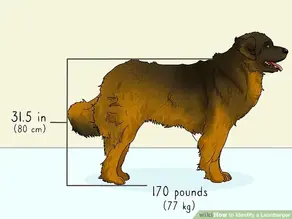 How to Identify a Leonberger