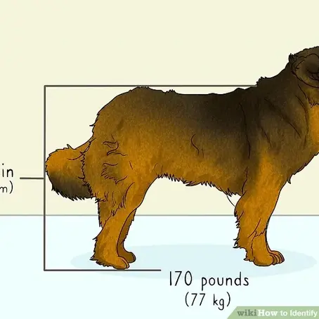 How to Identify a Leonberger