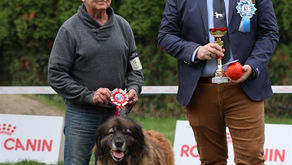 Special Slovak Leonberger Club Show Stupava 2/10/2022