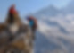 Bergsteiger auf Gipfel; Krisenmanagement, Urimpuls AG, Innerschweiz