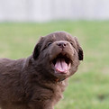 dog event planning