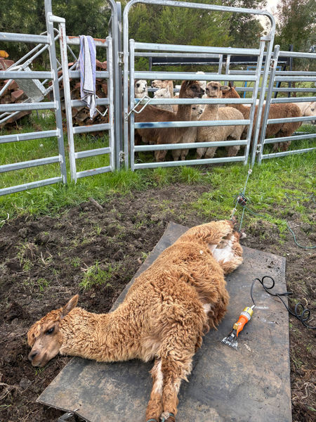 alpaca-shearing-technique.jpeg