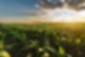Forage IG Posts_edited.jpg