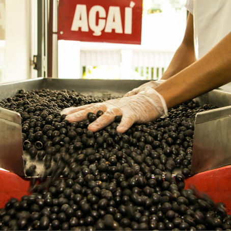 Essas são as cidades campeãs em produção de açaí; veja ranking