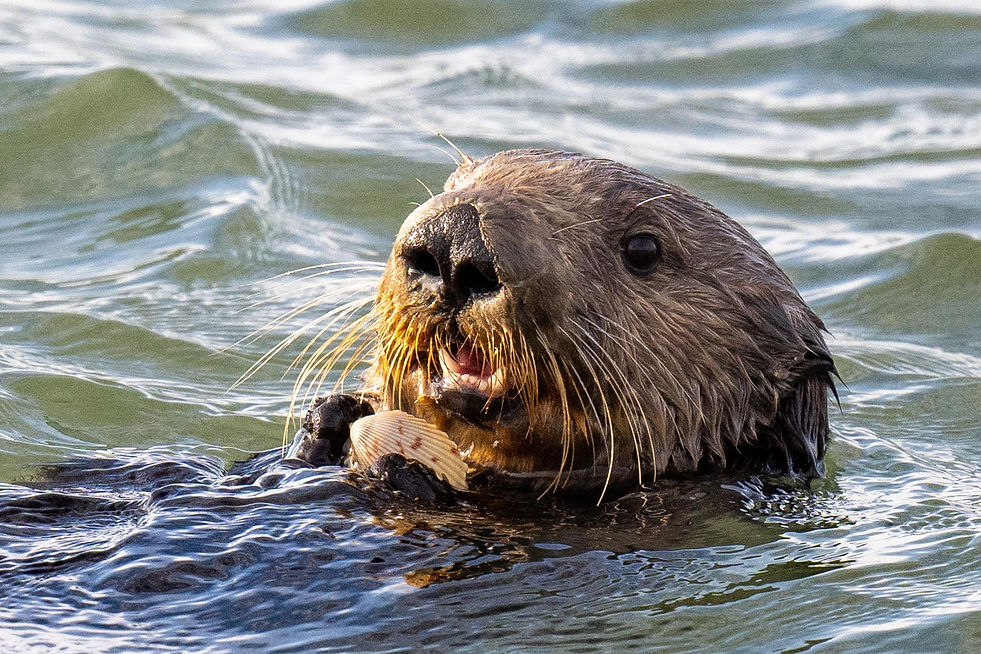 Loutre-de-mer-Monterey.jpg