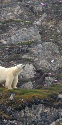 Ours blanc Spitzberg Pierre Fijalkowski.jpg