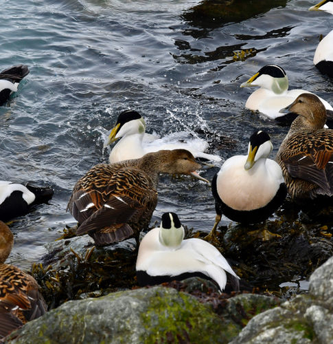 Eiders Islande.jpg