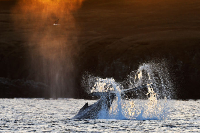 observation baleines iles shetland