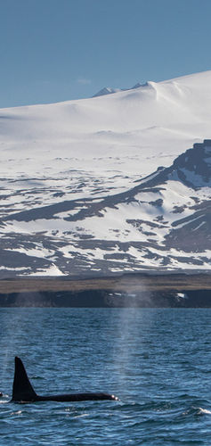 Orques Islande.jpg