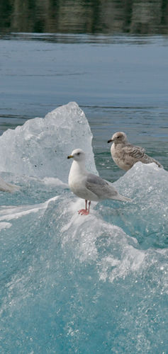 Goelands à ailes blanches Islande.jpg