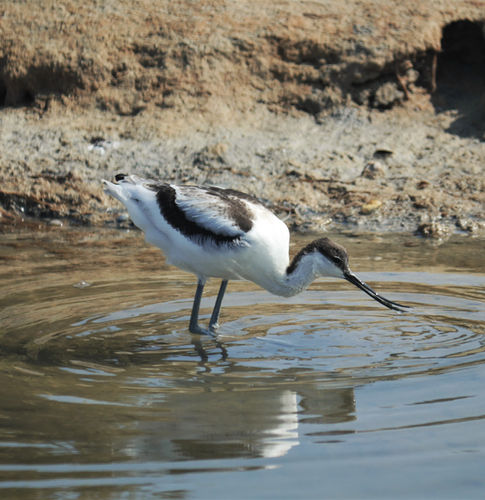 Avocette_elegante Aude_KMartorell.JPG