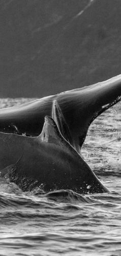 Baleines à bosse Norvège.jpg