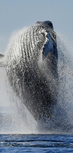 Baleine à bosse breaching Québec