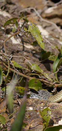 Couleuvre_Montpellier Aude_KMartorell.JPG