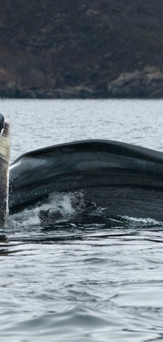 baleine à bosse alimentation Skjervoy.jpg