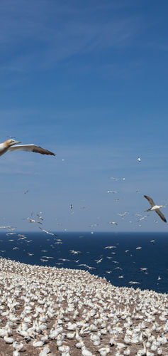 Fous de bassan Percé Gaspésie