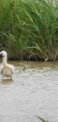 Spatule_blanche Aude _KMartorell.JPG