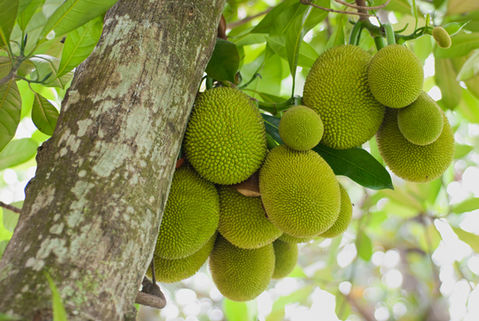 full_jackfruit_sun.jpeg