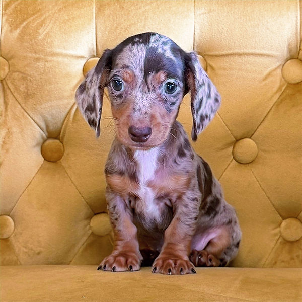 All Available Pups | Citipups | Animal Companion Provider | New
