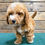 Thumbnail: GOLDENDOODLE-MICRO-MINI