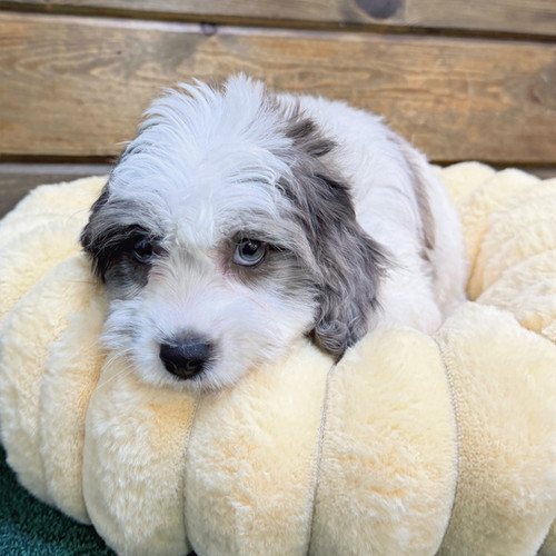 MALTIPOO (F1b) | Citipups