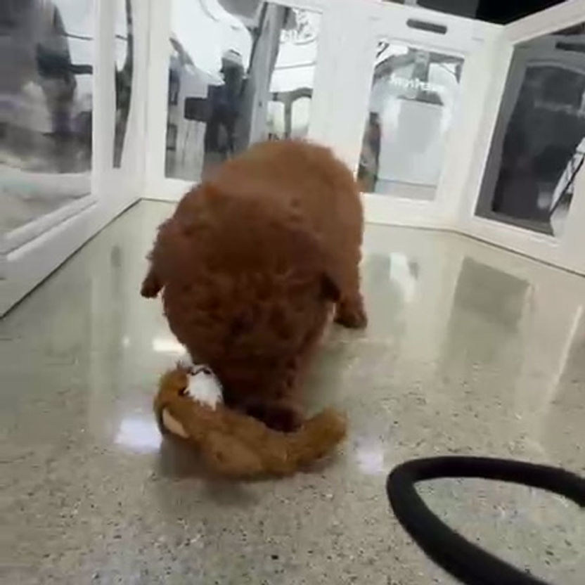 Thumbnail: POODLE - TOY/MINI