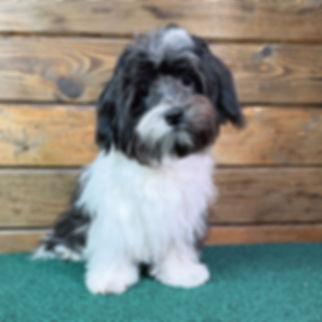 HAVANESE