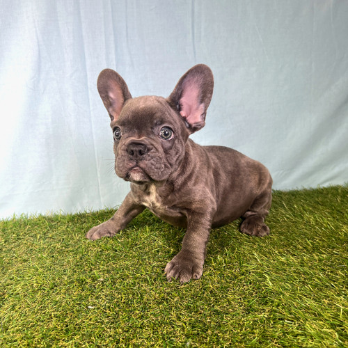 Pet Average Weight Of A Norwegian Forest Cat Royal Canin Norwegian