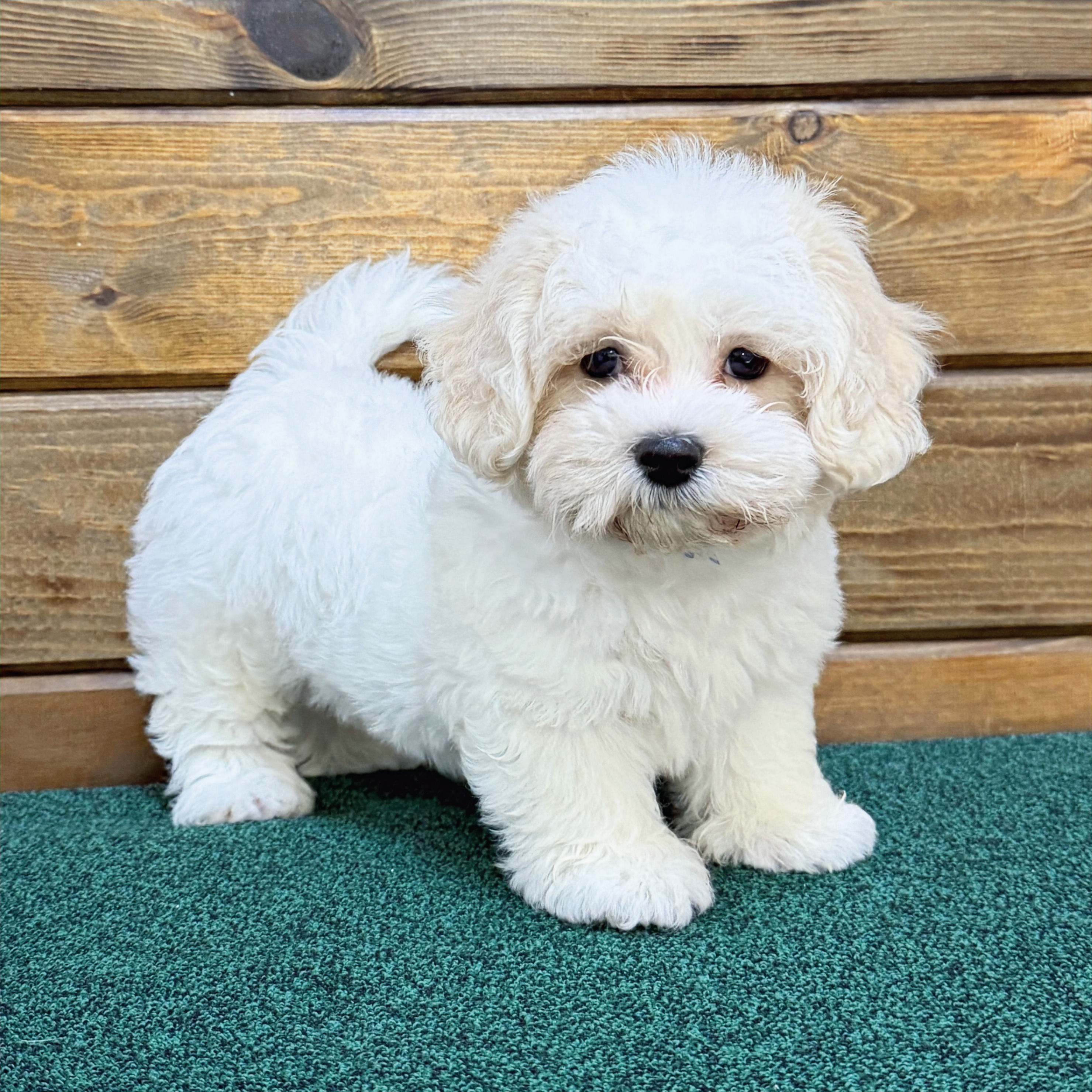 TEDDY BEAR