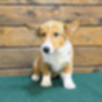 Thumbnail: CORGI-WELSH