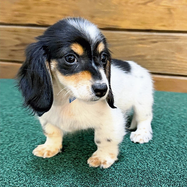 Available Pups in Chelsea | Citipups | Animal Companion Provider