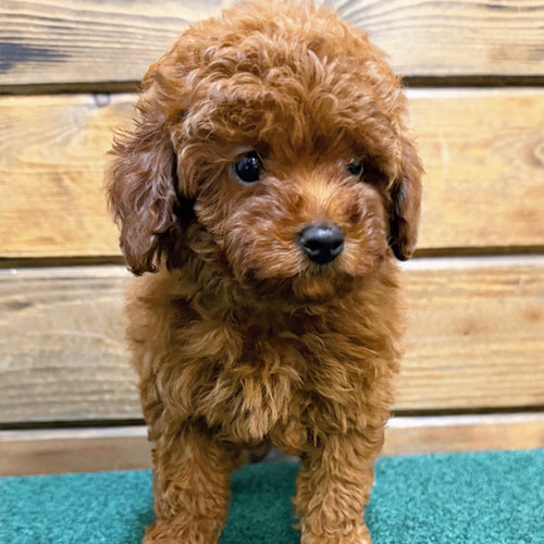 POODLE - TOY/MINI | Citipups