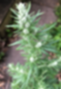 Mugwort.heif