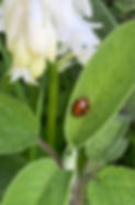 Ladybird.jpg