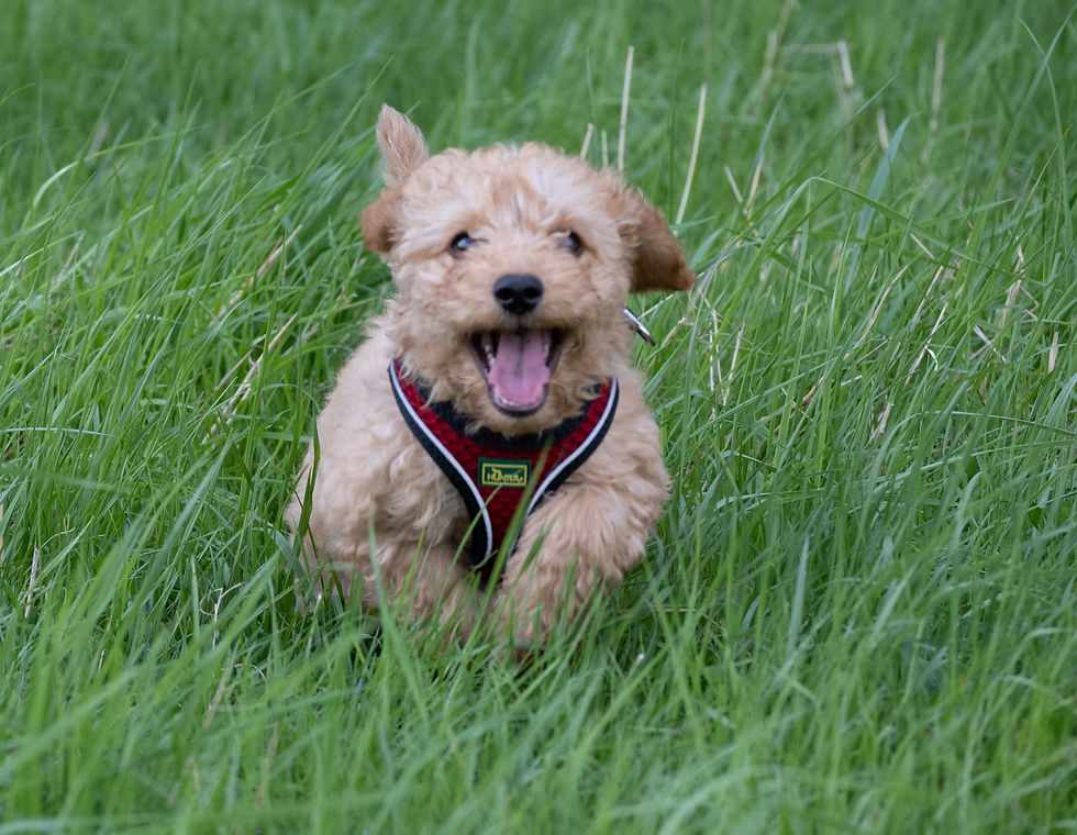 puppy running through grass towards camera