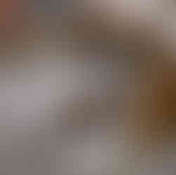 Boxer puppy lying down looking at camera