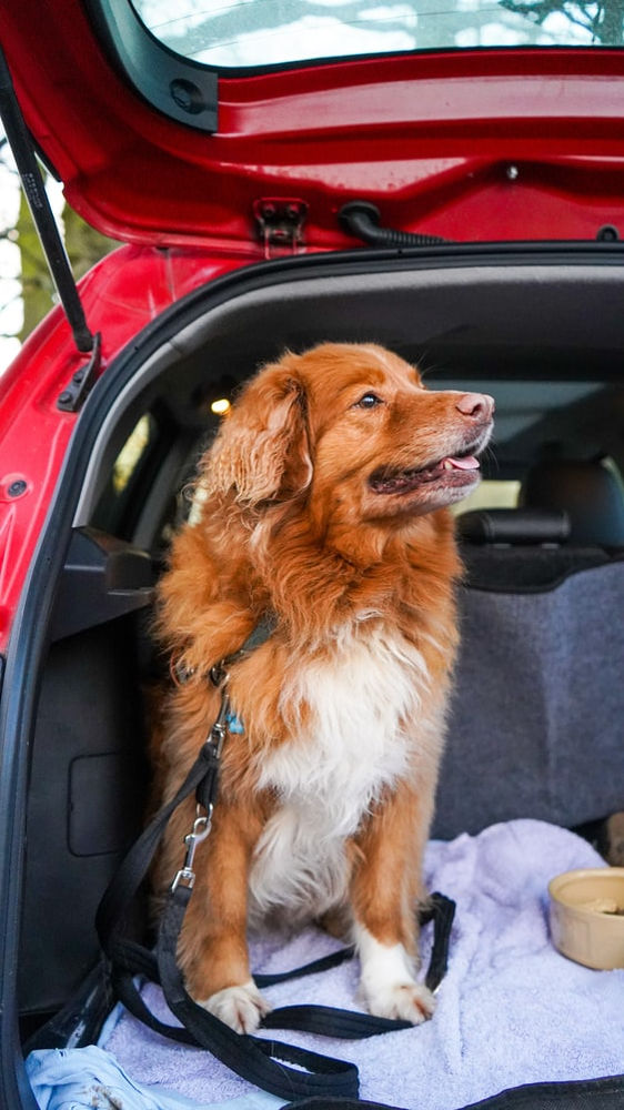 All About Dog Transport