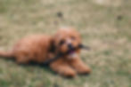 red puppy lying on grass chewing a stick